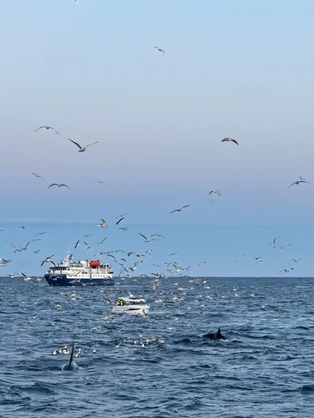 Cruise ship surrounded by seabirds and whales