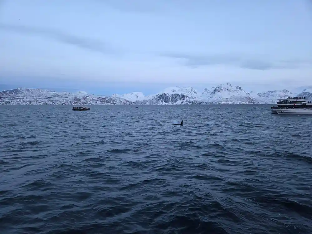 Multiple boats on water with snow-covered mountains beyond