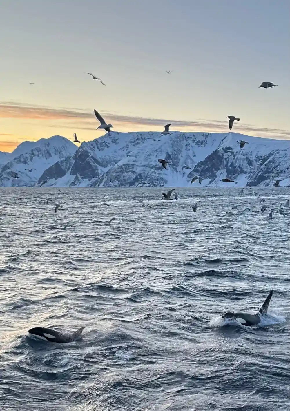Orca dorsal fin at sunset with snow mountains and seabirds