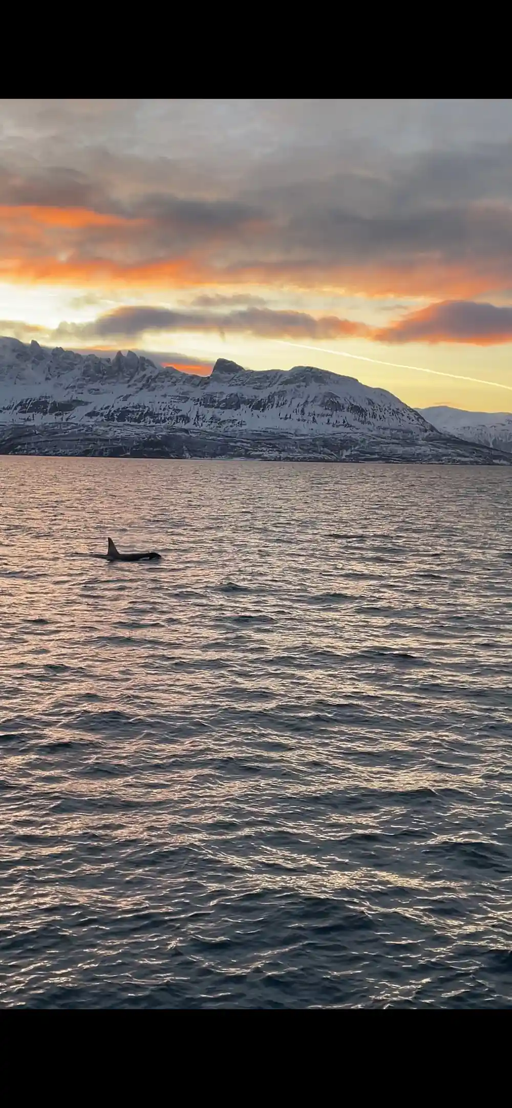 Orca fin visible in golden hour light