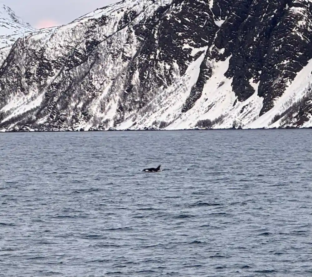 Orca surfacing with dramatic snowy mountain backdrop and birds