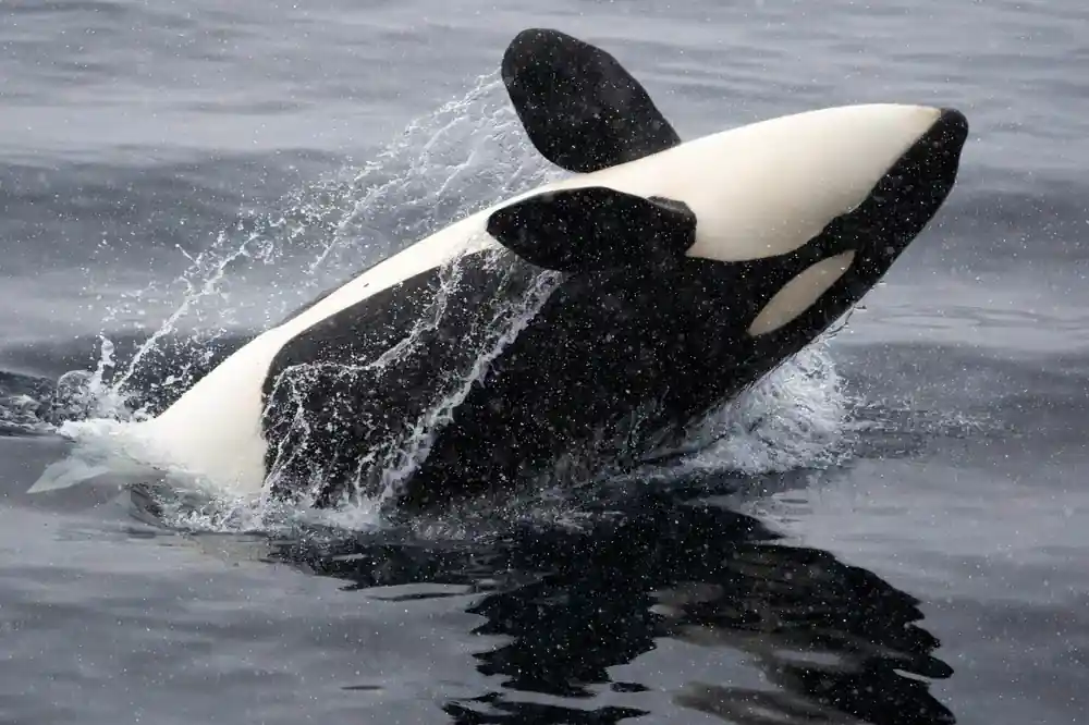 Orca whale breaching dramatically out of water with splash