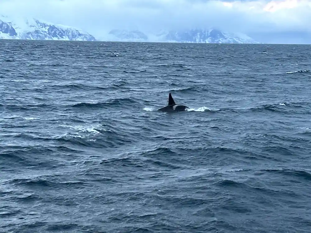 Orca whale breaching near snowy mountains
