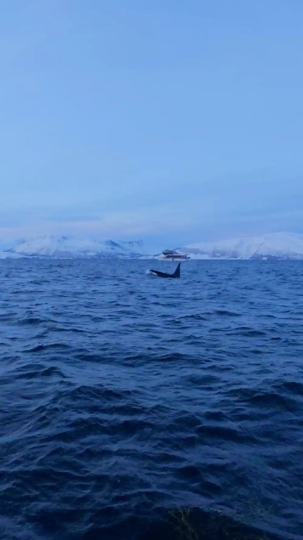 Orca whale fin breaking surface of sea with distant mountains