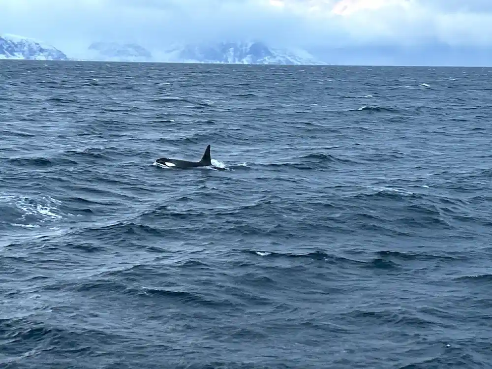 Orca whale fin surfacing with snowy mountains behind
