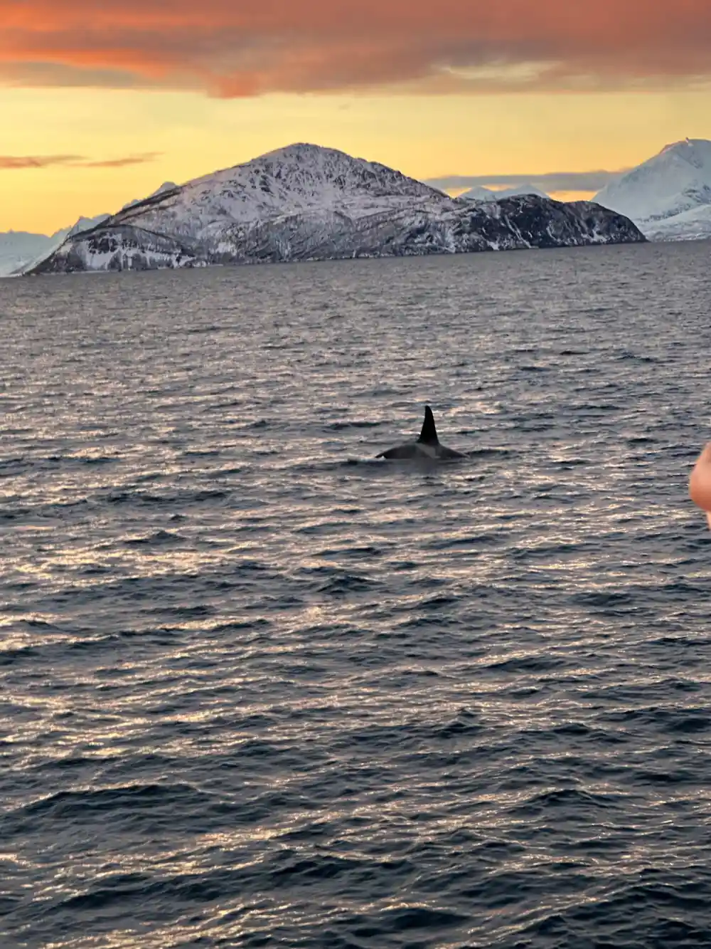 Orca whale fin in water with snowy mountains at sunset