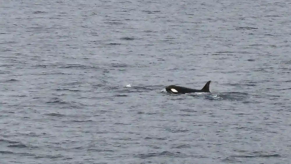 Orca whale surfacing near boat in grey sea