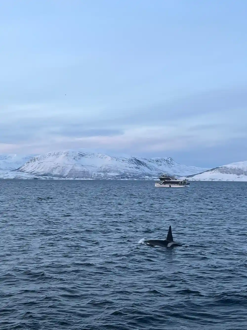 Orca whale surfacing near boat with snow-covered mountains