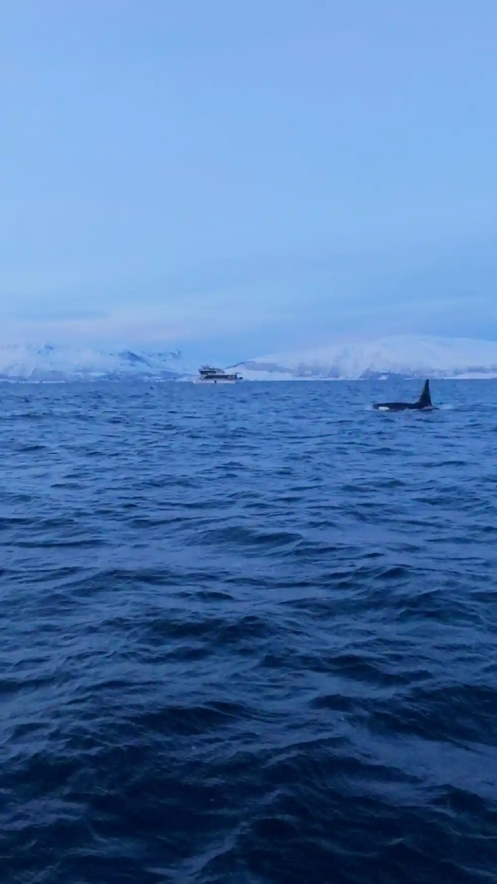 Orca whale surfacing in cold blue sea with mountains