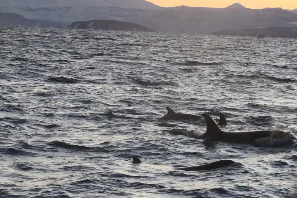 Orca whale surfacing in ocean at sunset