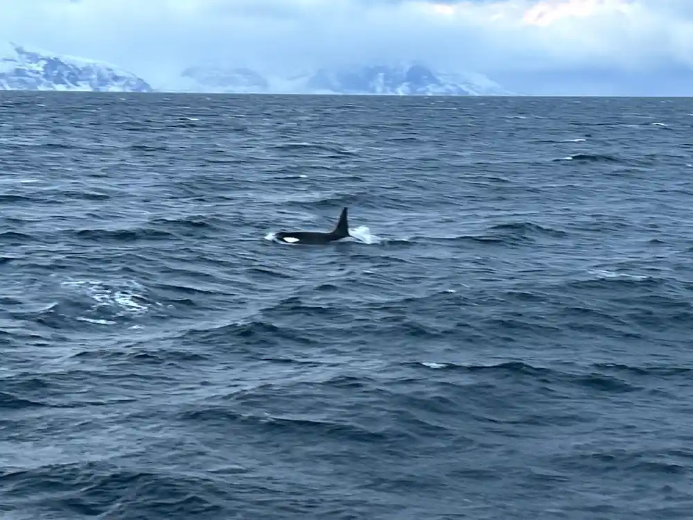 Orca whale surfacing in open ocean with snowy mountains