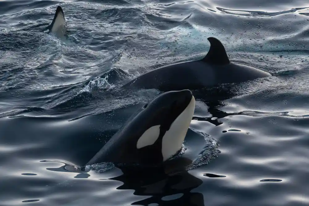 Orca whales surfacing in cold sea water with dorsal fins visible