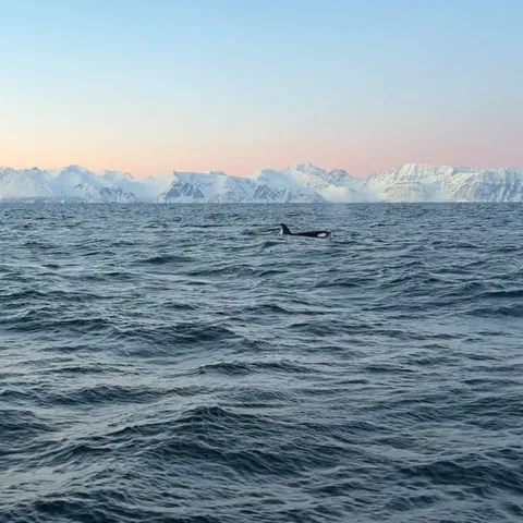 Orcas surfacing near the boat