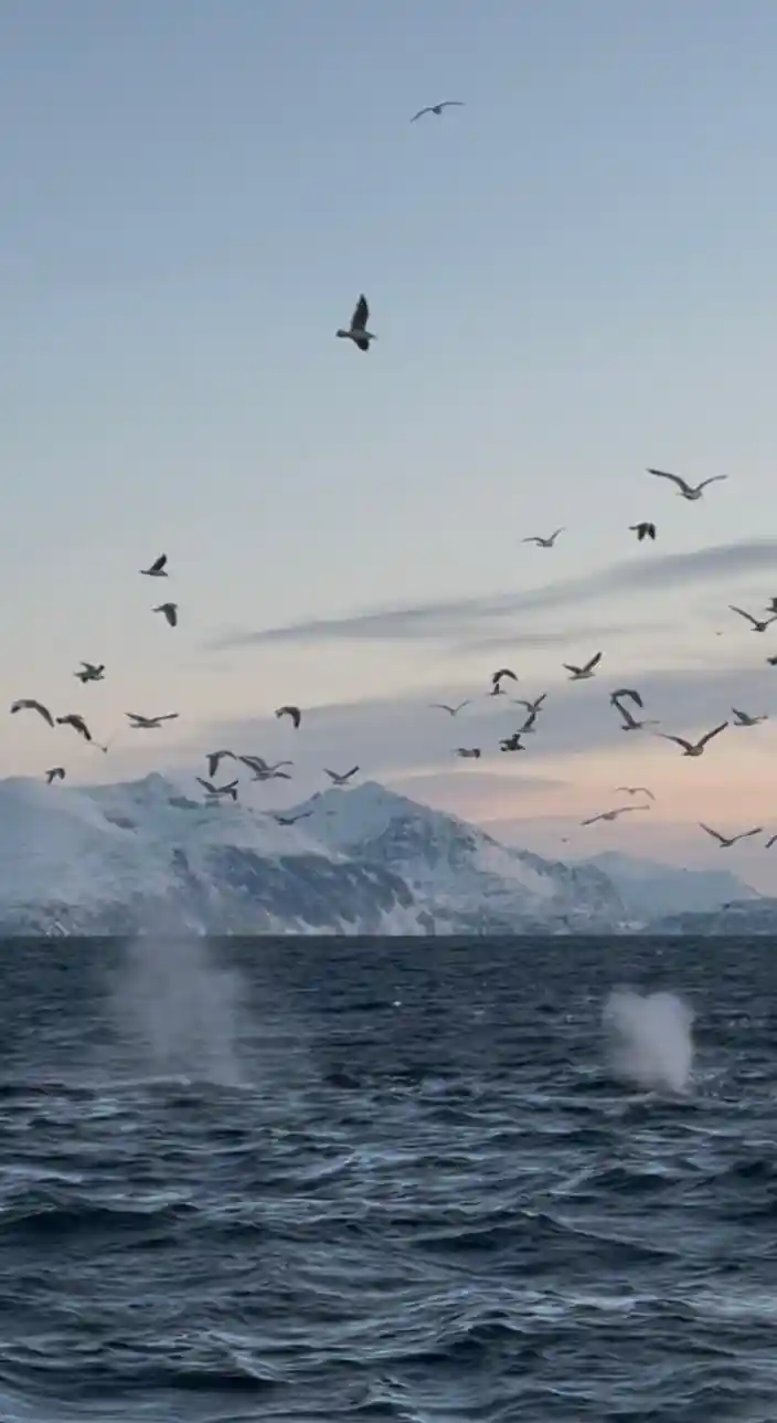 Orcas surfacing in ocean with snow-covered mountains and seabirds