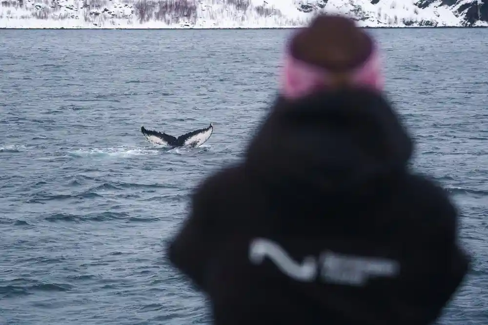 Person in winter hat observing whale tail in distance from boat