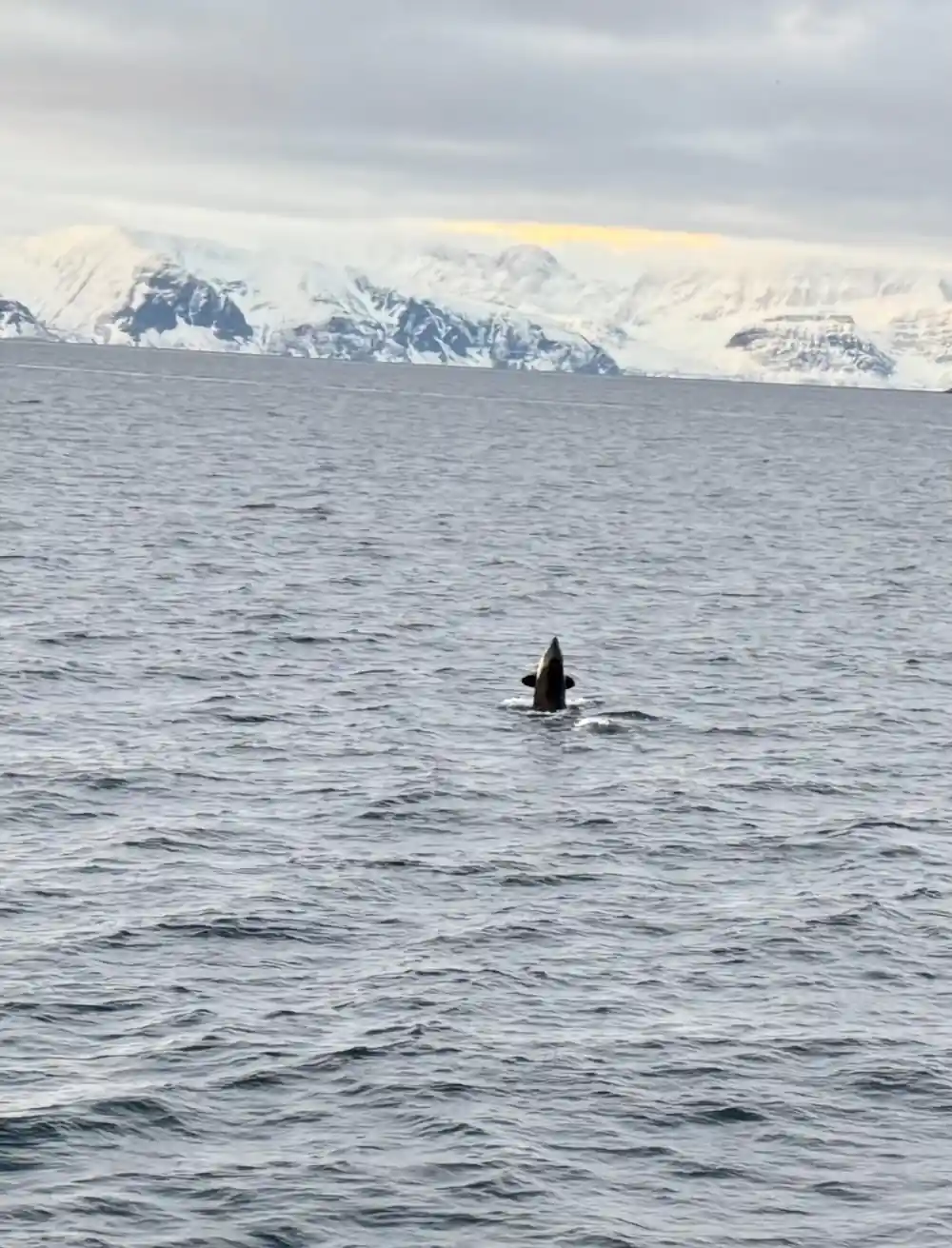Single orca in calm water with snow-covered mountains
