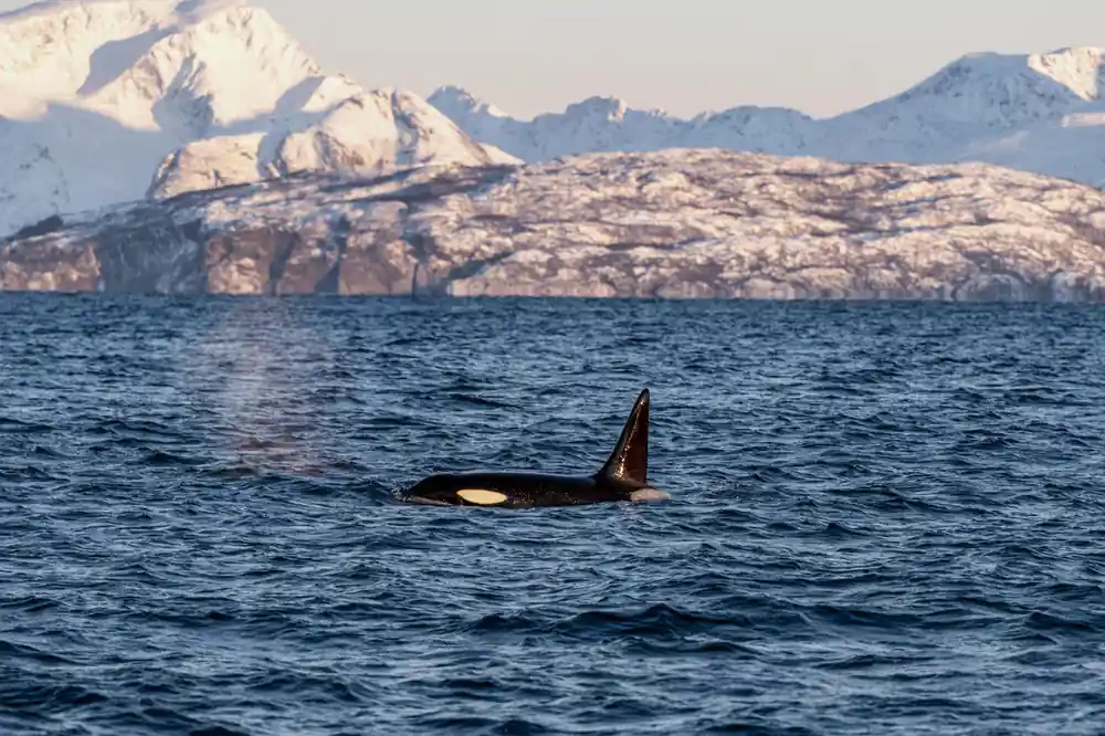 Single orca dorsal fin with snowy mountains across the fjord