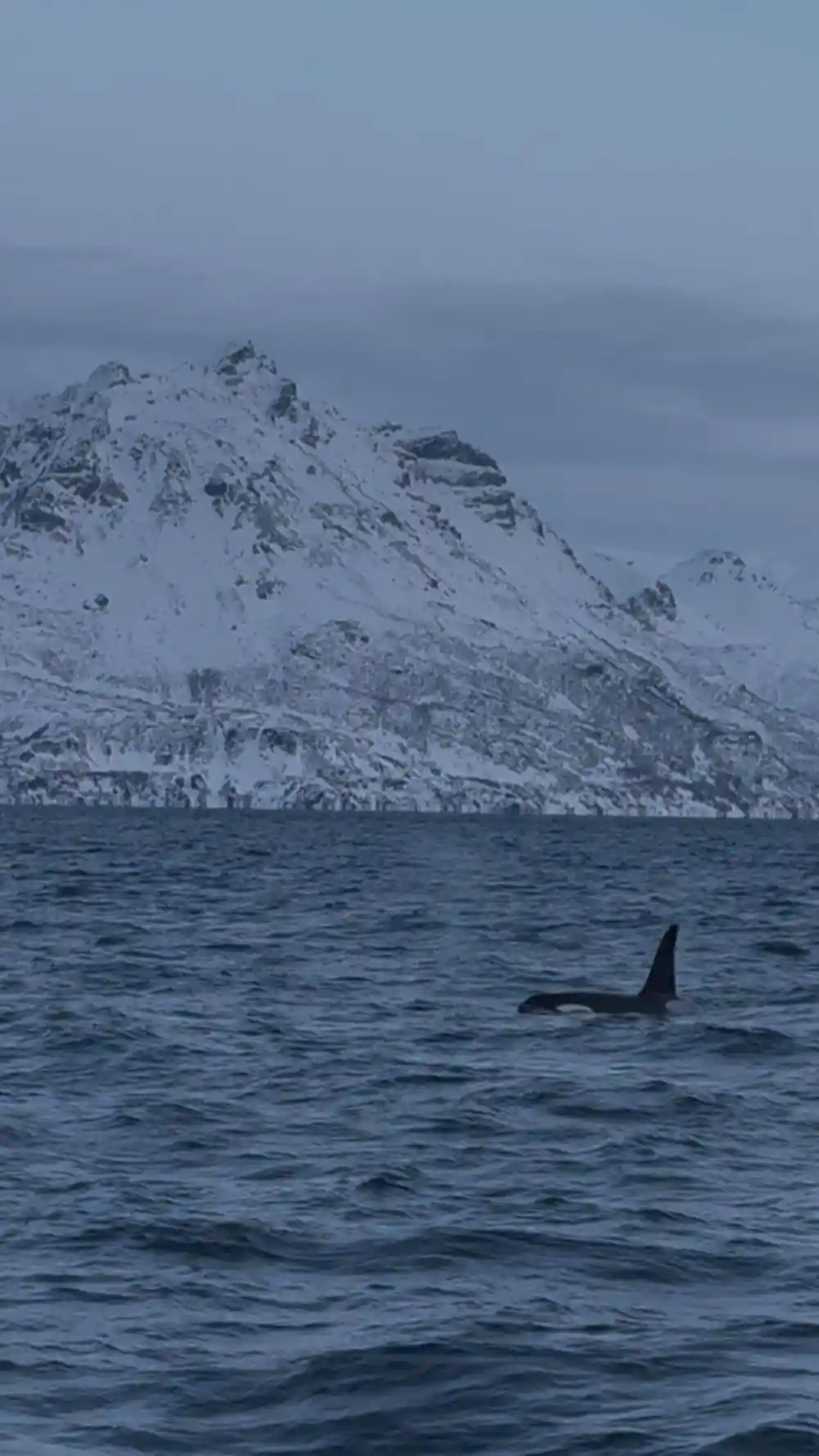 Single orca dorsal fin near steep snowy mountain at dusk