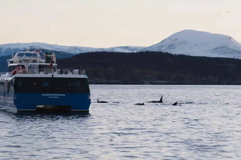 Tour boat near orca whales with snow-covered islands in background