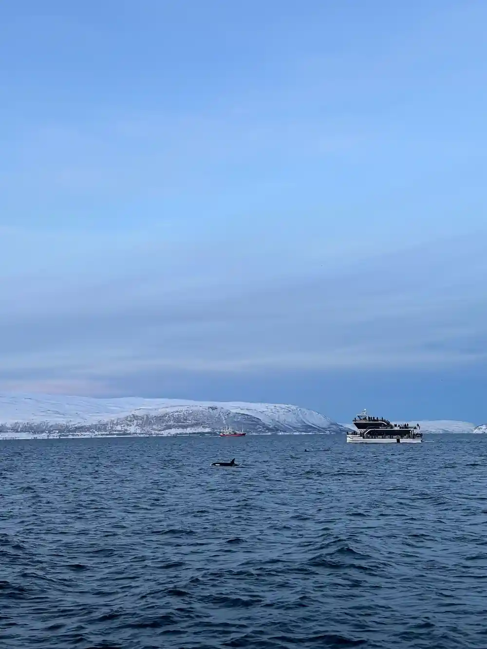 Tourist boat on calm water with snowy mountain backdrop