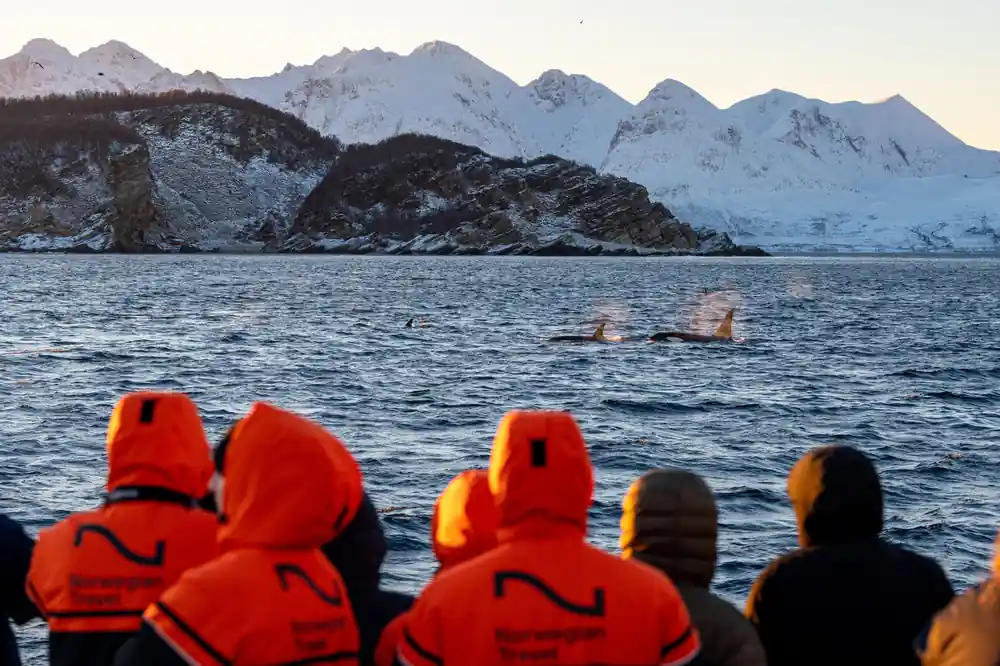 Tourists in orange life jackets watching whales with snowy mountains behind