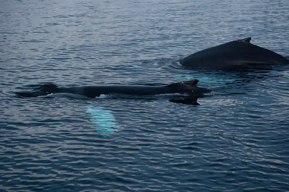 Whale fins breaking surface of calm sea with boat nearby