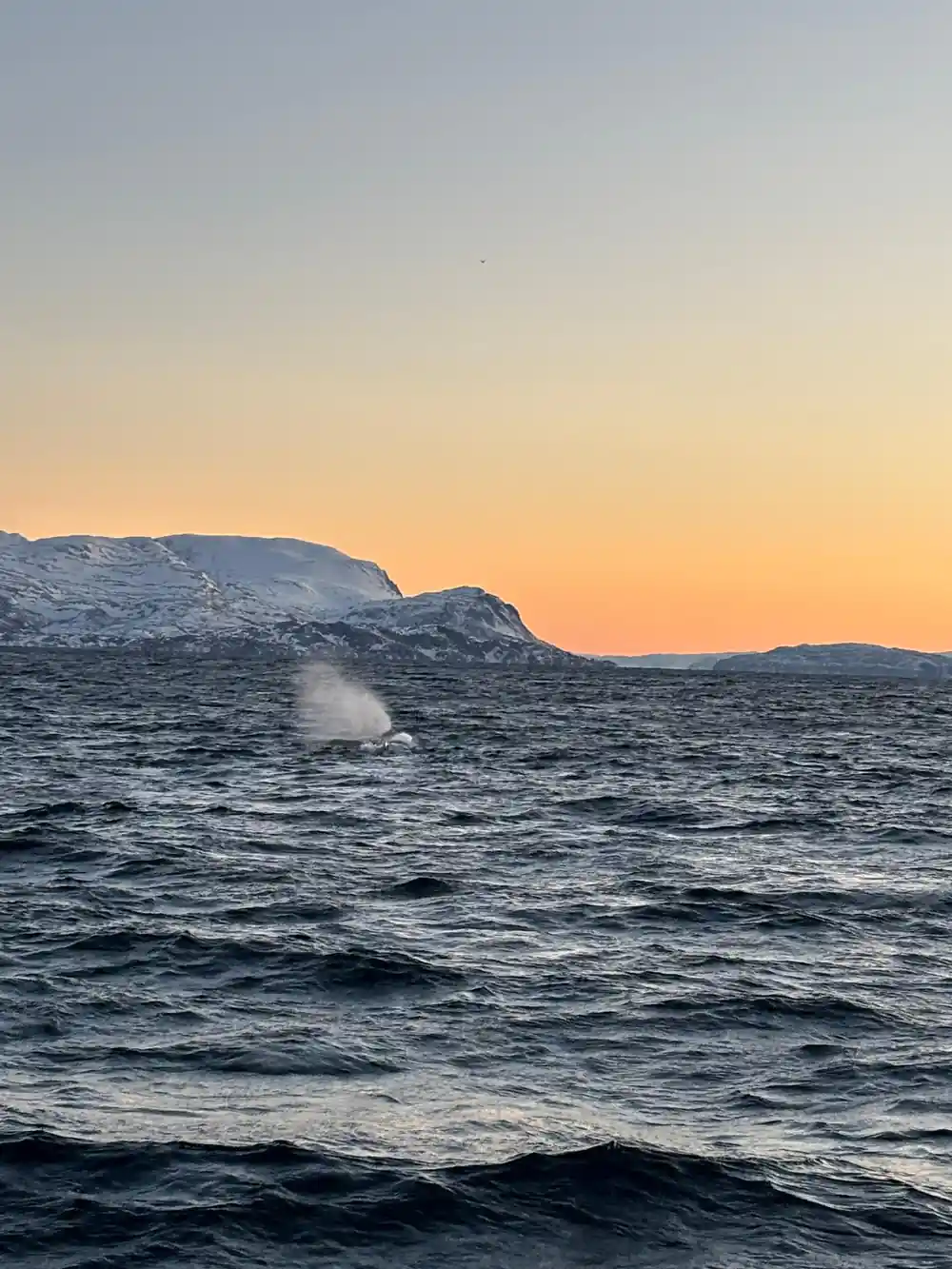 Whale spout spray near snowy coastal cliffs at sunset