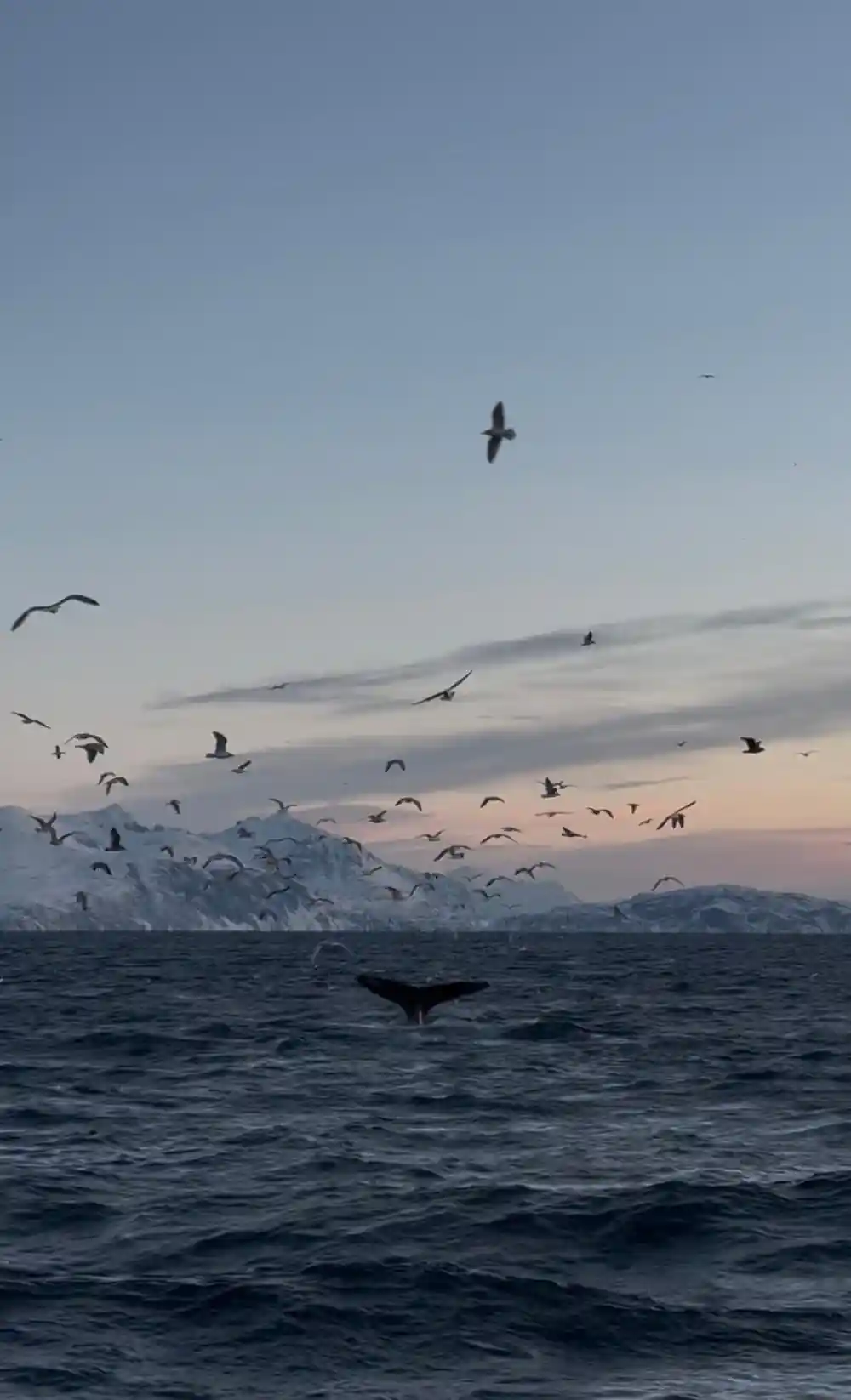 Whale tail above water with flying birds and snowy peaks